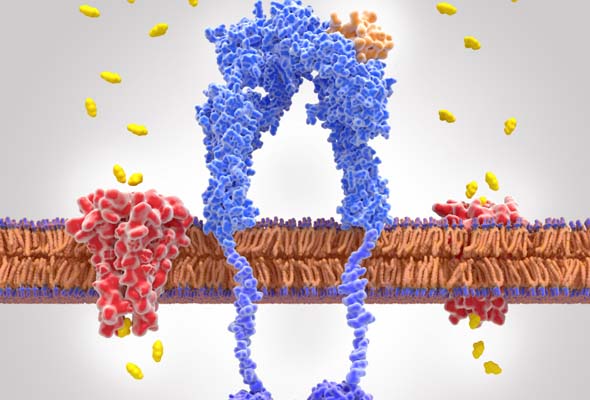 Recombinant Protein Kinase 이미지