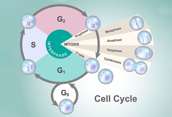 Cell Cycle Antibodies 이미지