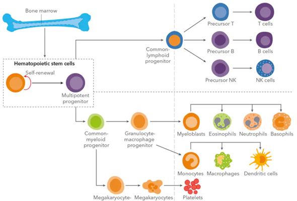 Hematopoietic Stem Cells (HSCs) inhibitors 이미지