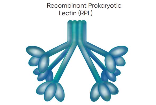 글리코실화 분석 | Recombinant Prokaryotic Lectin 이미지