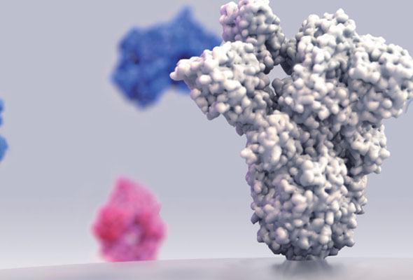 항체 결합 스크리닝을 위한 Fc Receptor Stable Cell Lines 이미지