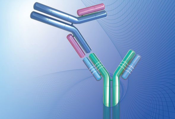 이디오타입 항체 | Anti-Idiotype Antibodies 이미지