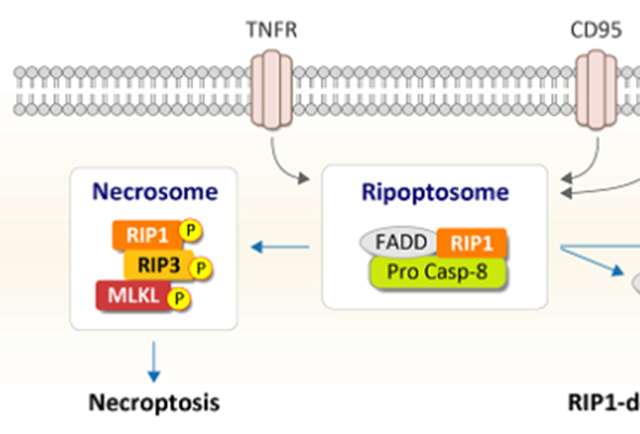 Ripoptosome & Necrosome (Necroptosis) antibody panels 이미지