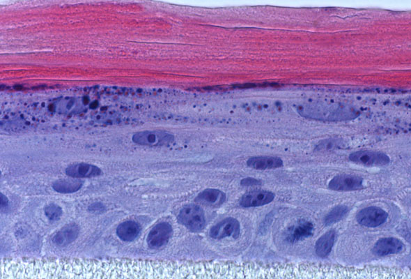 피부조직 배양 | Epithelial cell 2D & 3D Culture Starter Kit 이미지