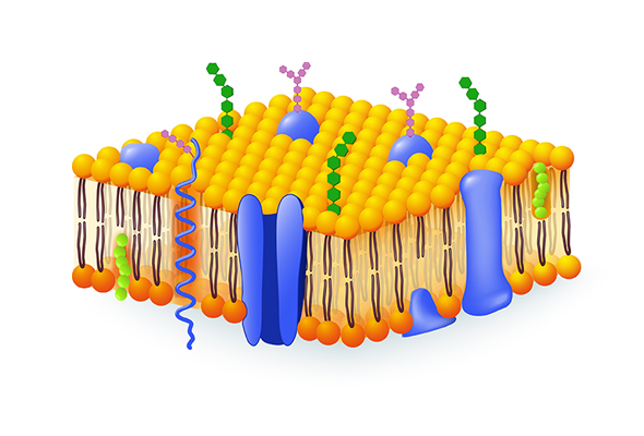 Glycosylase inhibitor & activator 이미지