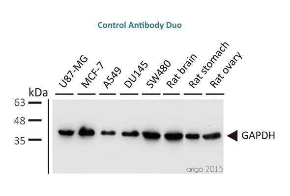 Loading Control antibody panel | Tag Internal Control Antibody Duo 이미지