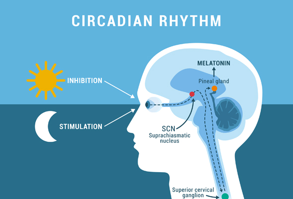 멜라토닌 수용체 연구 | Melatonin Receptors Inhibitors 이미지