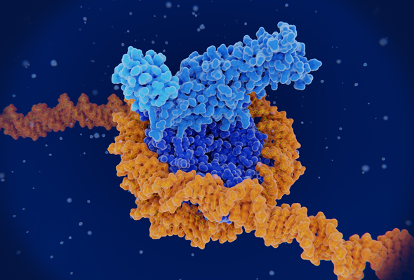 Histone Demethylases (KDM) Inhibitor | Histone Deacetylase (HDAC) Inhibitor 이미지