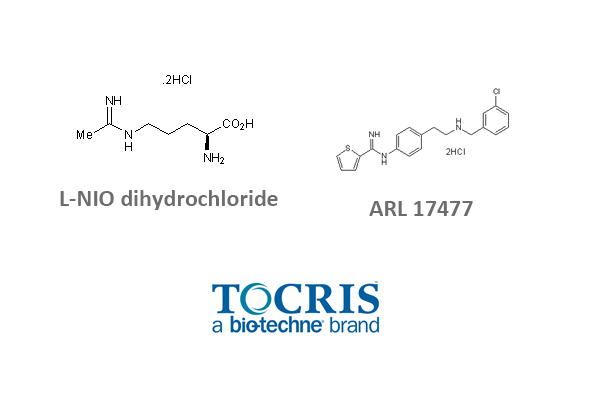 NO Synthases Inhibitor | Synthetases Inhibitors 이미지