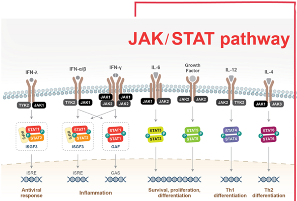 JAK/STAT pathway 항체 이미지