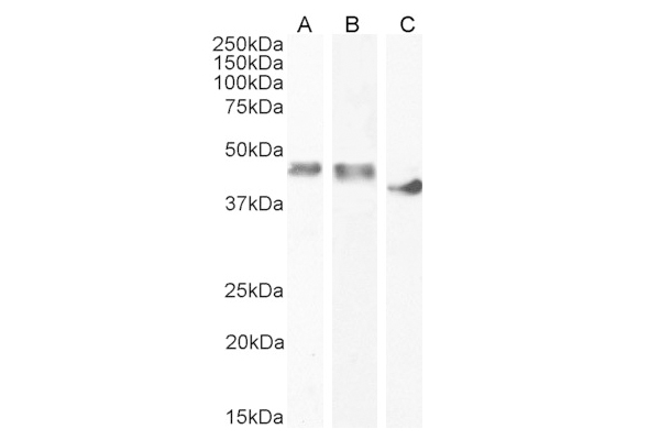 Creatine & Creatinine Antibody 이미지