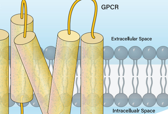 GPCR Cell line | Immune checkpoint Cell Line 이미지