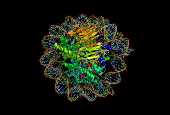 Transcription Factor | ZNF/ZFP (Zinc Finger Proteins) Antibody 이미지