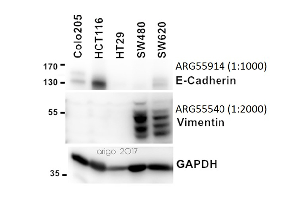 Cell adhesion molecule Antibody 이미지