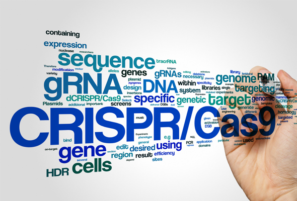 CRISPR sgRNA | gRNA Library 제작서비스 이미지