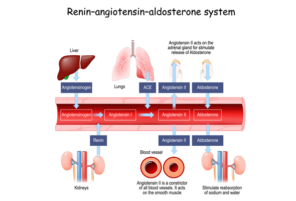 Renin/Angiotensin ELISA kits 이미지