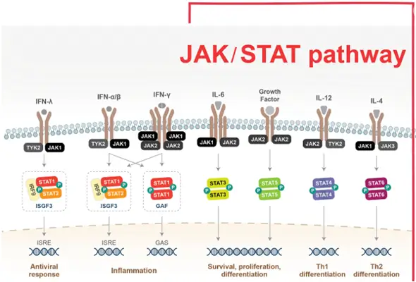 Signaling Pathway Antibody Panel & Duo 이미지