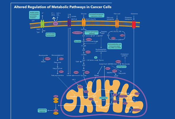 Cancer Metabolism Small Molecules 이미지