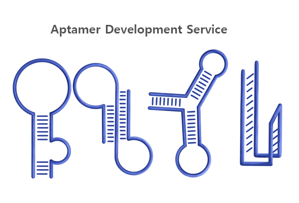 압타머 제작서비스 | Aptamer Synthesis Service 이미지