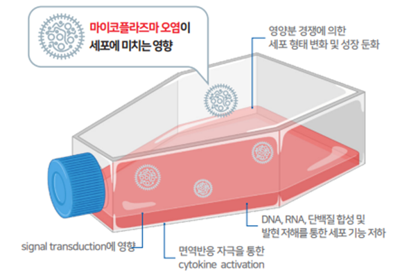 마이코플라즈마 (Mycoplasma) 오염 검출 및 제거 솔루션 이미지