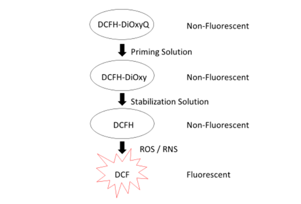 ROS(Reactive Oxygen Species) / Nitric Oxide Synthase(NOS) Assay Kit 이미지