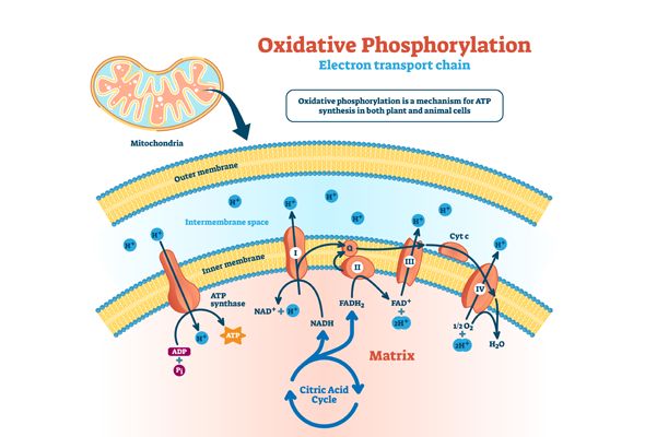 Oxidative Phosphorylation Inhibitors & Activators 이미지