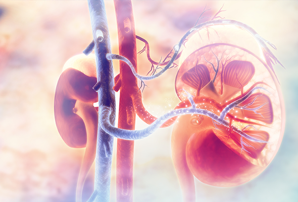 Kidney 연구 Antibodies 이미지