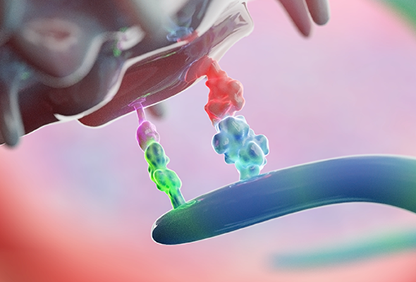 Immune Checkpoint Proteins 이미지