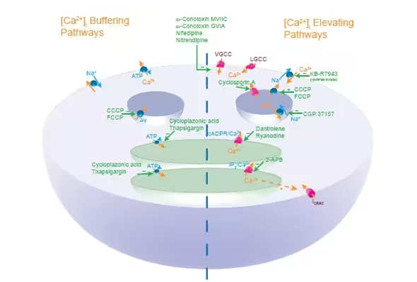 Calcium Signaling | 칼슘 신호 전달의 inhibitor 및 activator 이미지