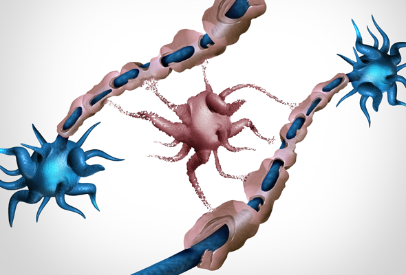 Oligodendrocyte 항체 이미지