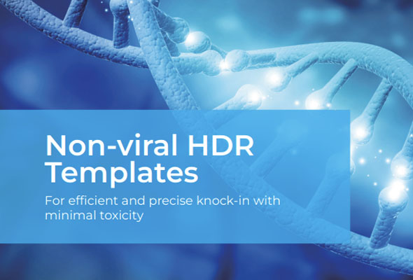 CRISPR HDR Knock-in Template 제작서비스 이미지