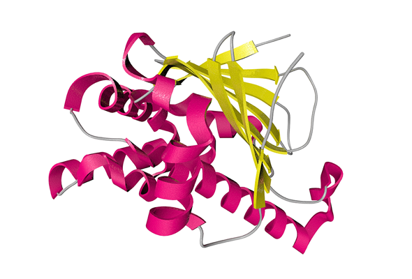 Heat Shock Protein Inhibitors & Activators 이미지