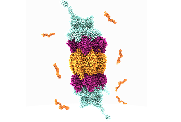 Proteasome | Deubiquitinating Enzymes Inhibitors & Modulator 이미지