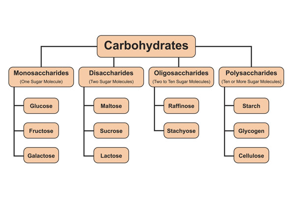 Carbohydrate Metabolism Assay Kit 이미지