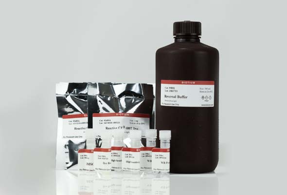 VersaBlot™ Total Protein Normalization Kit 이미지