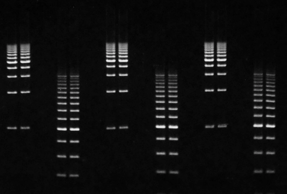 EtBr Precast Agarose Gel 이미지