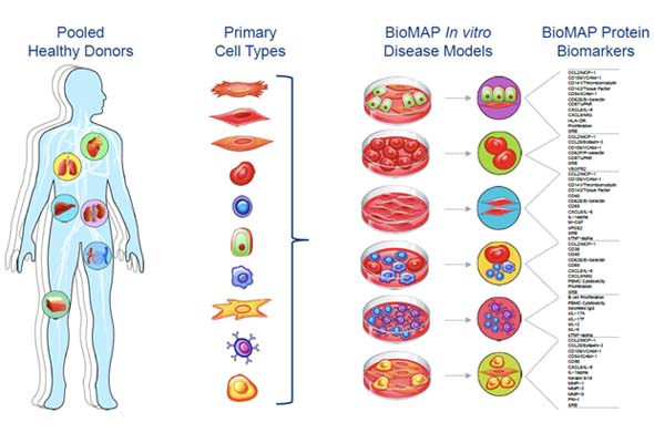 BioMAP Phenotypic Assay 서비스 이미지