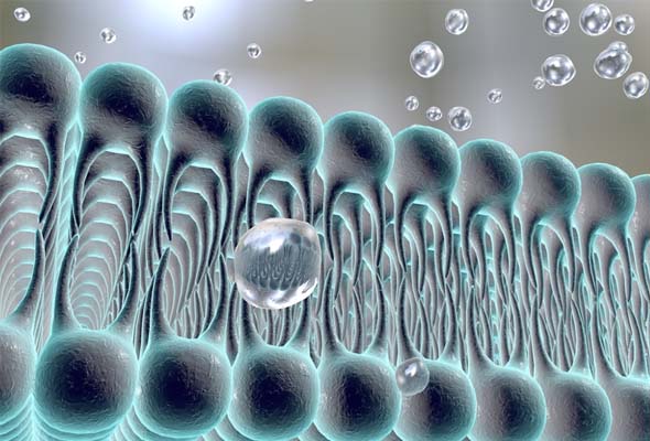 GPCR Membrane Preparation 이미지