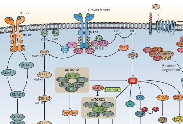 STING-Dependent Signaling inhibitor/small molecule 이미지