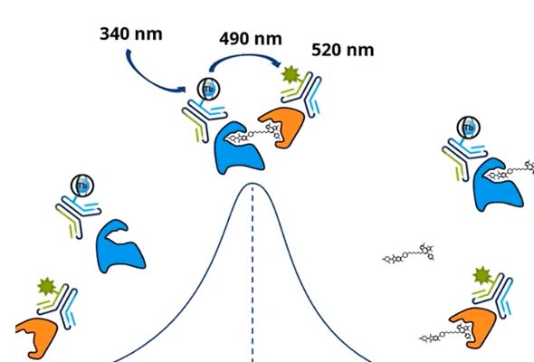 CoraFluor™ | TR-FRET and FP Assay Reagents 이미지