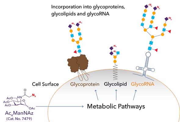 Glycobiology Probes | Metabolic glycoengineering (MGE) 이미지