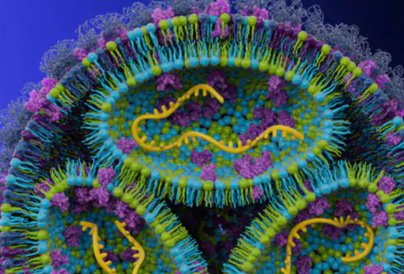 지질나노입자 | Lipid Nanoparticles (LNP) 이미지