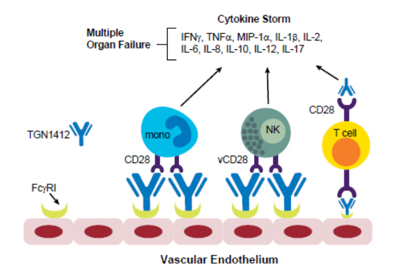 사이토카인 폭풍 분석서비스 | Cytokine Storm Assay Service 이미지