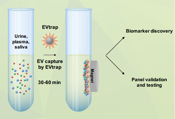 엑소좀 프로테옴 분석서비스 | Exosome Proteome Service 이미지