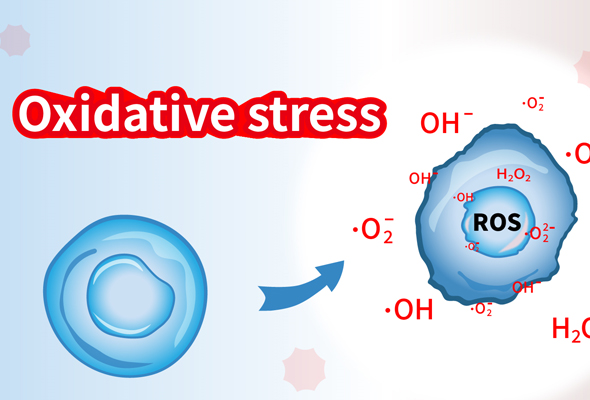 Oxidative Stress Antibody & Antigen 이미지