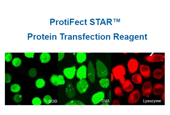 ProtiFect STAR™ Protein Transfection Reagent 이미지