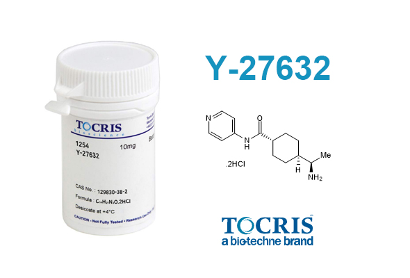 Y-27632 dihydrochloride | ROCK inhibitor 이미지