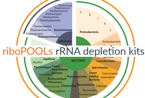 [FAQ] riboPOOL은 기존의 ribosomal RNA (rRNA) depletion solution과 어떻게 다른가요? 이미지