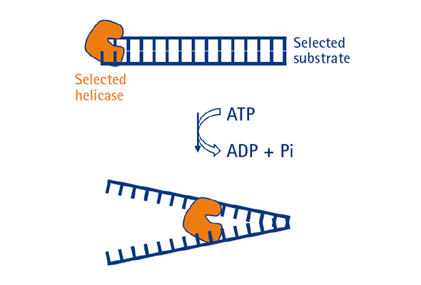 헬리카제 활성 분석서비스 | Helicase Enzymatic Services 이미지