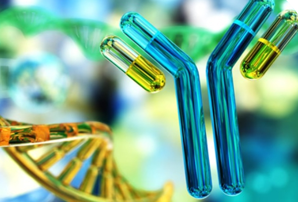 Rabbit Monoclonal Recombinant 항체 제작서비스 이미지